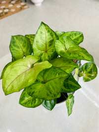 Syngonium podophyllum 'Gold Allusion' 130mm nursery pot
