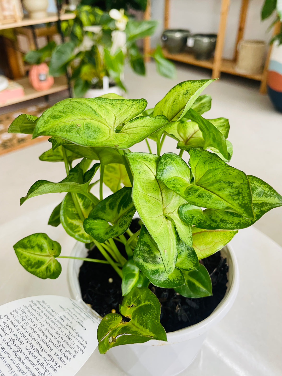 Syngonium podophyllum 'Gold Allusion' 130mm nursery pot