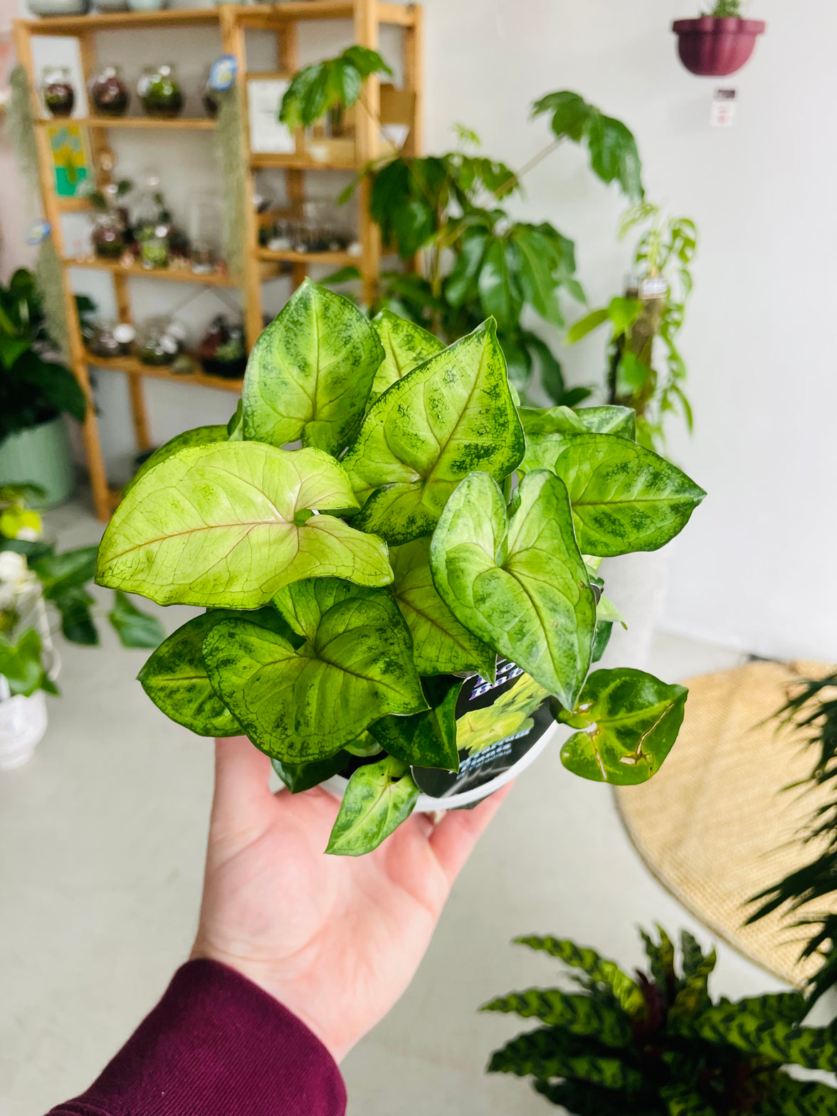 Syngonium podophyllum 'Gold Allusion' 130mm nursery pot