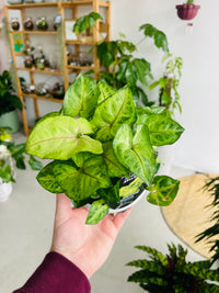 Syngonium podophyllum 'Gold Allusion' 130mm nursery pot