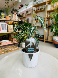 Alocasia 'Bambino' 130mm nursery pot