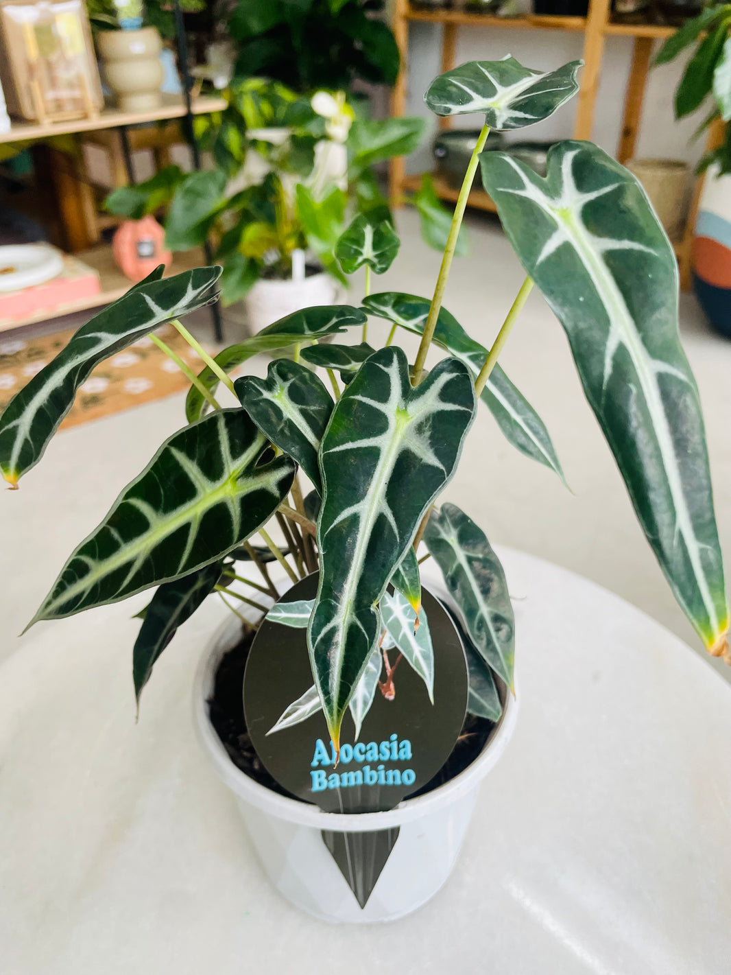 Alocasia 'Bambino' 130mm nursery pot