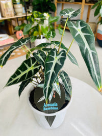 Alocasia 'Bambino' 130mm nursery pot