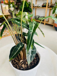 Alocasia 'Bambino' 130mm nursery pot