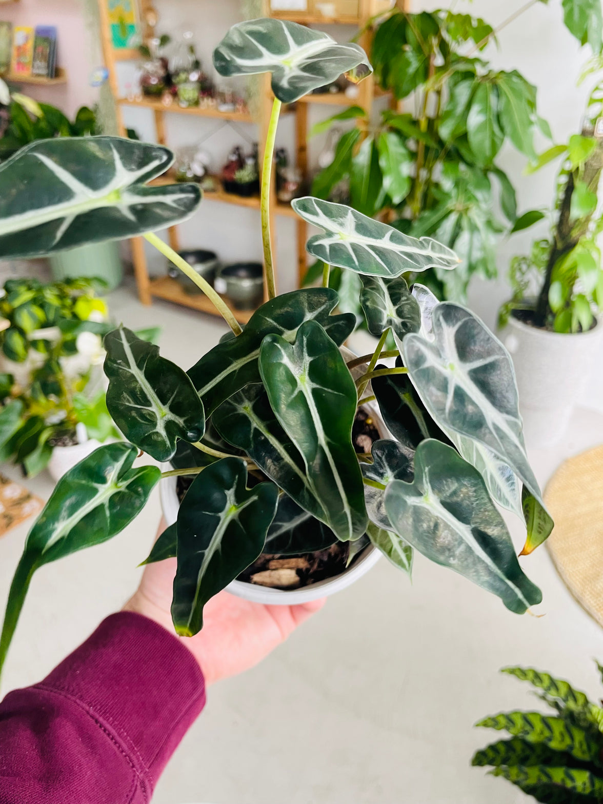 Alocasia 'Bambino' 130mm nursery pot