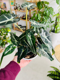 Alocasia 'Bambino' 130mm nursery pot