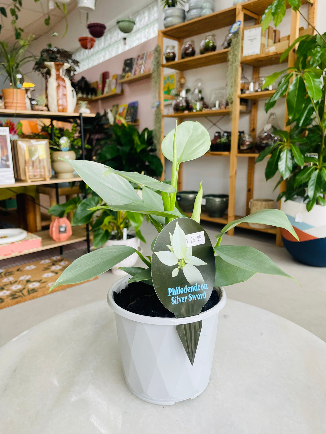 Philodendron hastatum 'Silver Sword' 130mm nursery pot