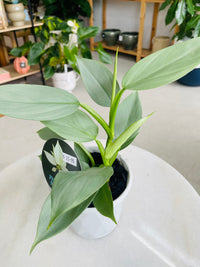 Philodendron hastatum 'Silver Sword' 130mm nursery pot
