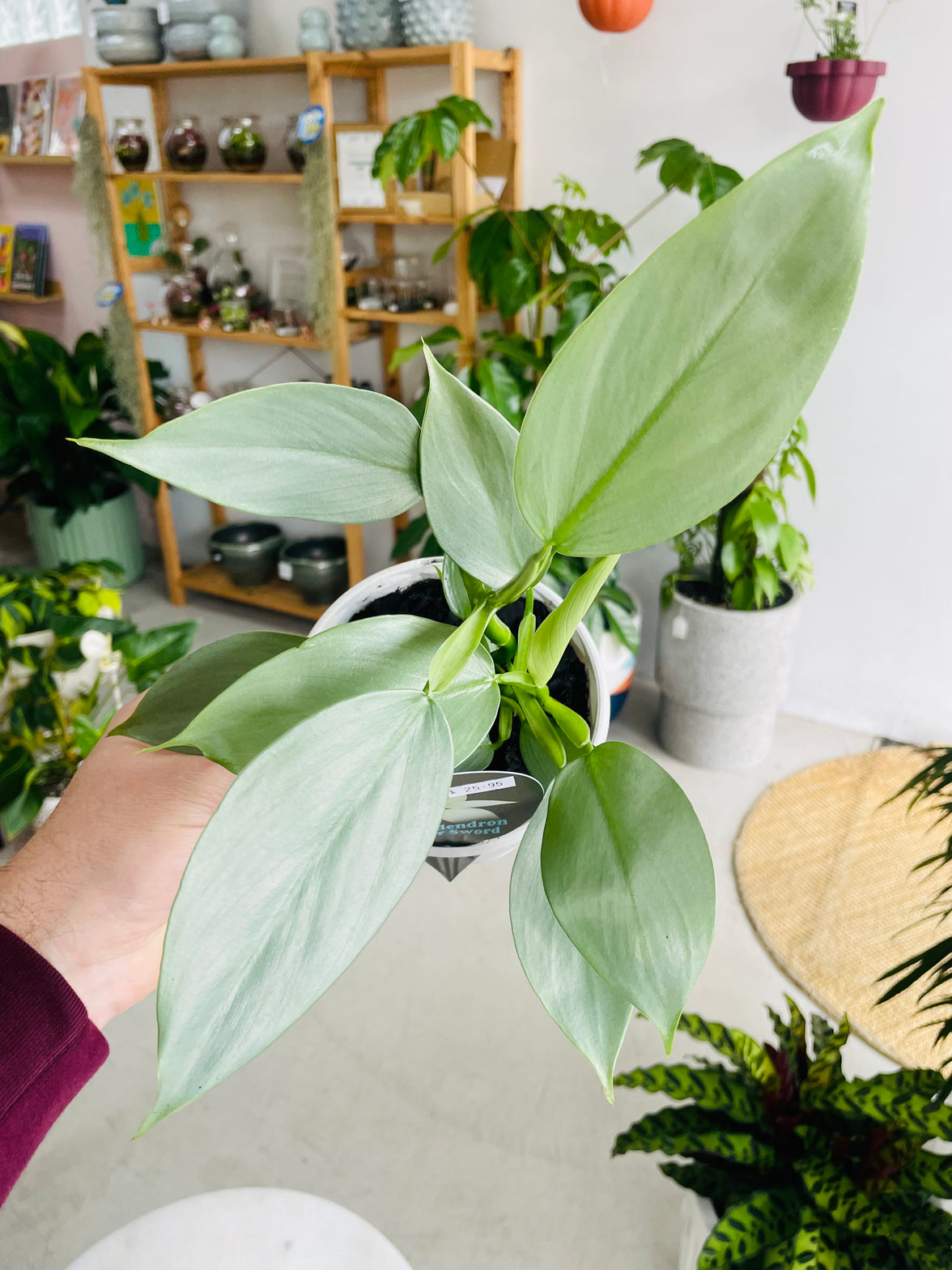 Philodendron hastatum 'Silver Sword' 130mm nursery pot