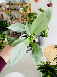 Philodendron hastatum 'Silver Sword' 130mm nursery pot