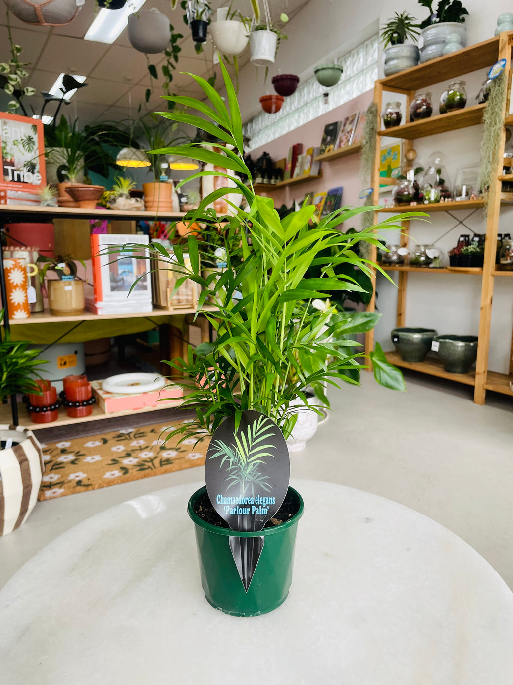 Chamaedorea elegans 'Parlour Palm' 100mm nursery pot