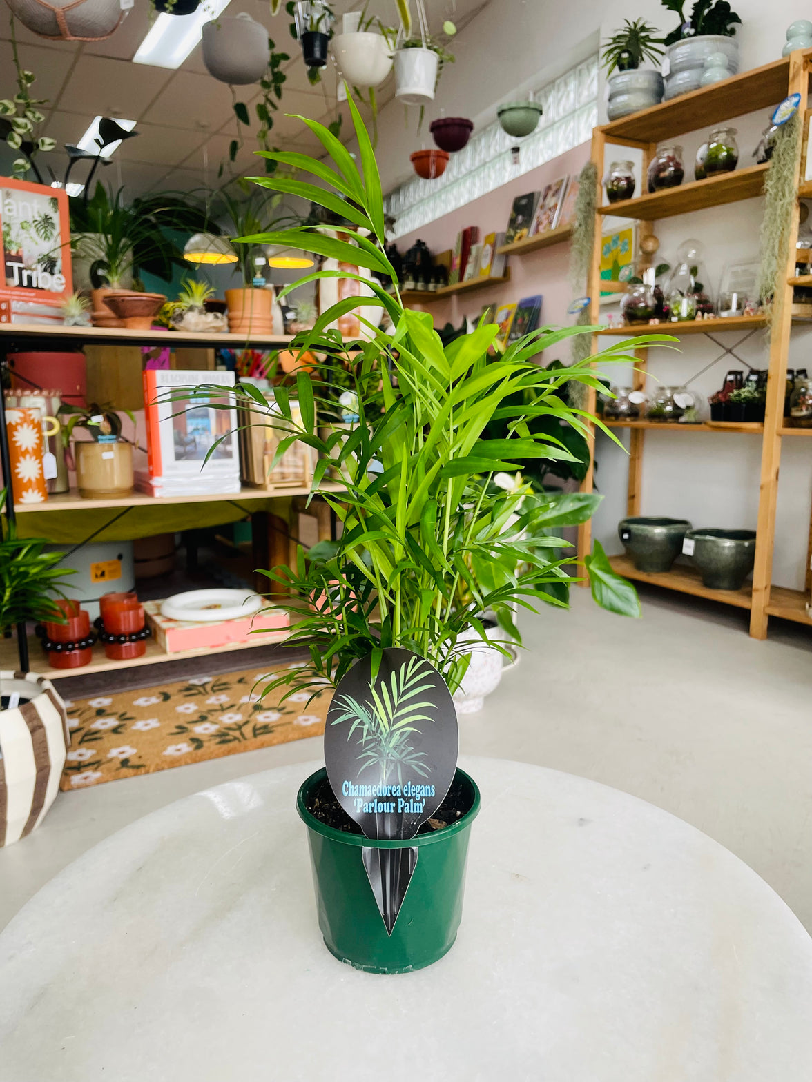 Chamaedorea elegans 'Parlour Palm' 100mm nursery pot