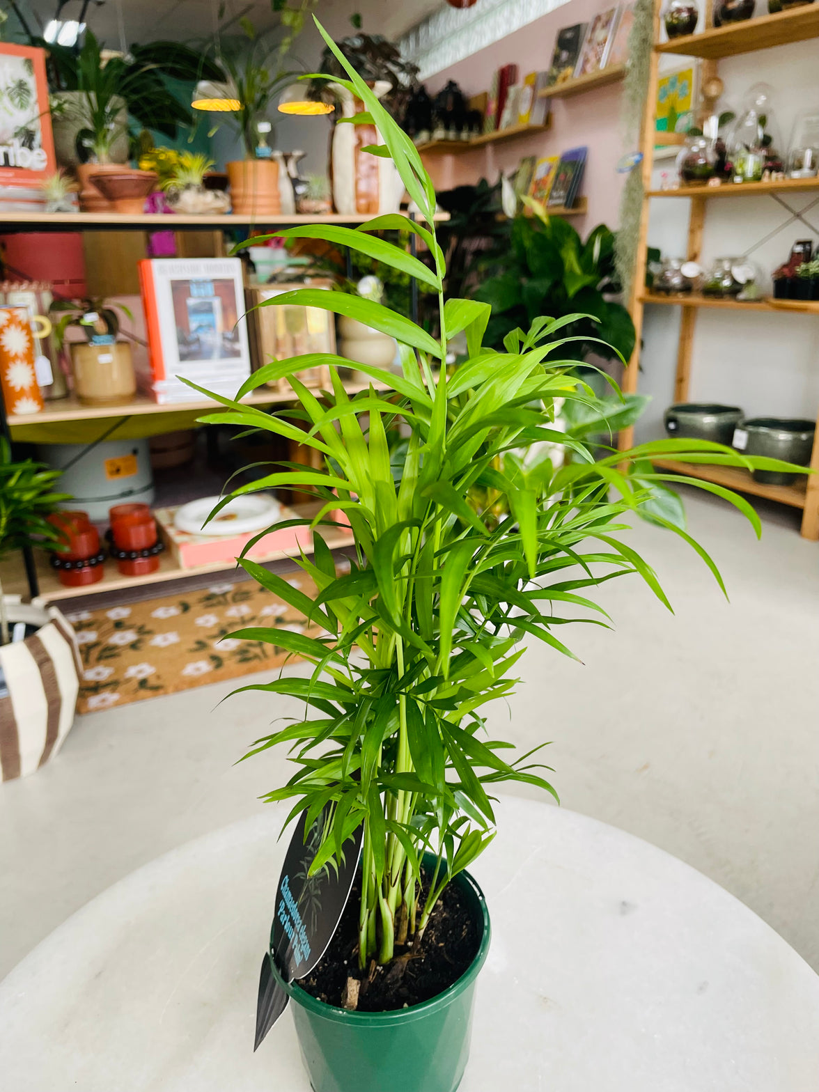 Chamaedorea elegans 'Parlour Palm' 100mm nursery pot