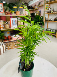 Chamaedorea elegans 'Parlour Palm' 100mm nursery pot