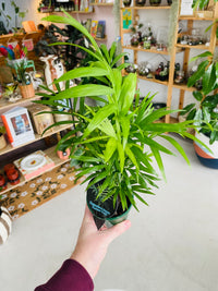 Chamaedorea elegans 'Parlour Palm' 100mm nursery pot