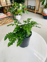 Pellaea rotundifolia 'Button Fern' 140mm Nursery Pot