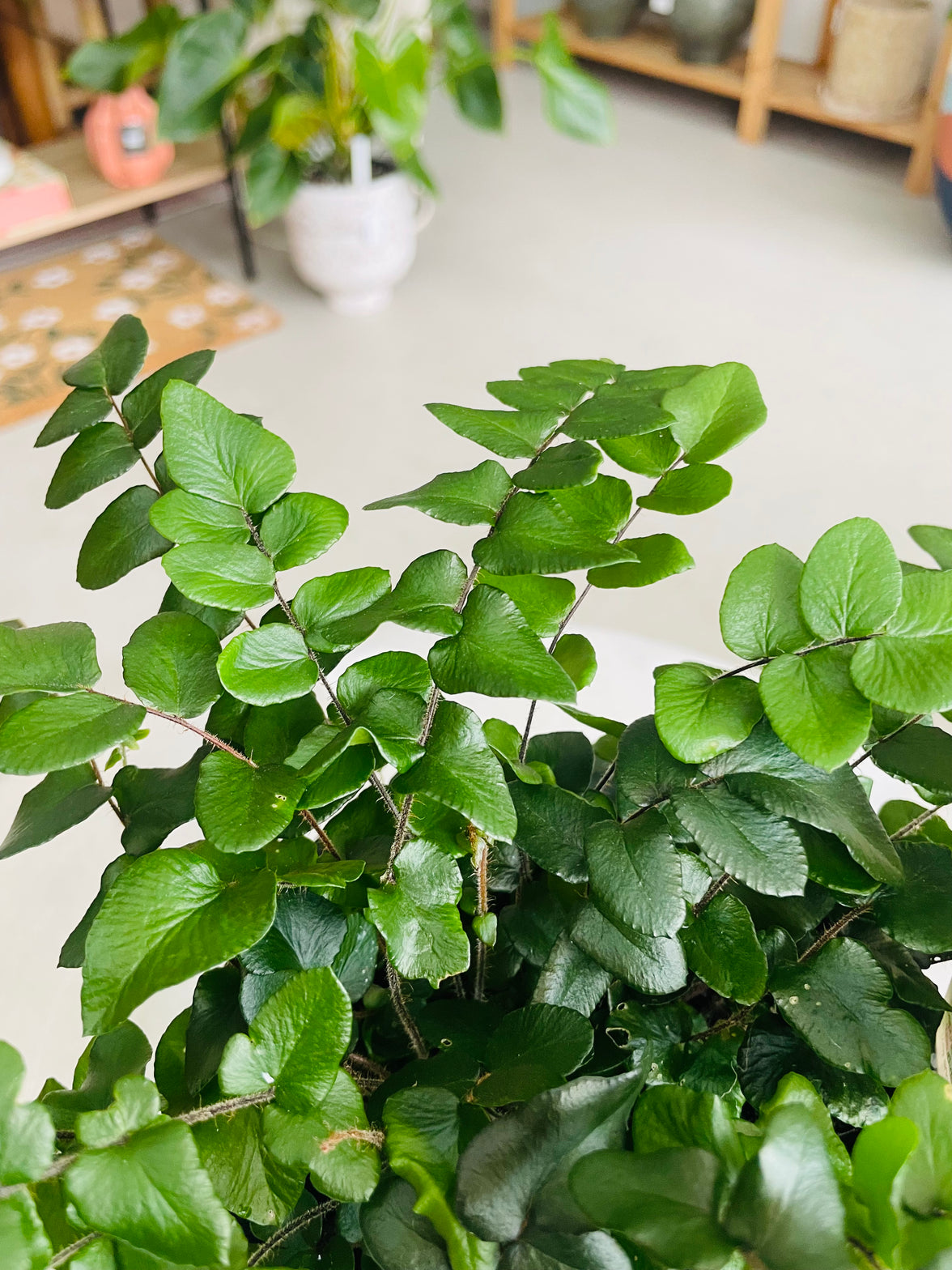 Pellaea rotundifolia 'Button Fern' 140mm Nursery Pot