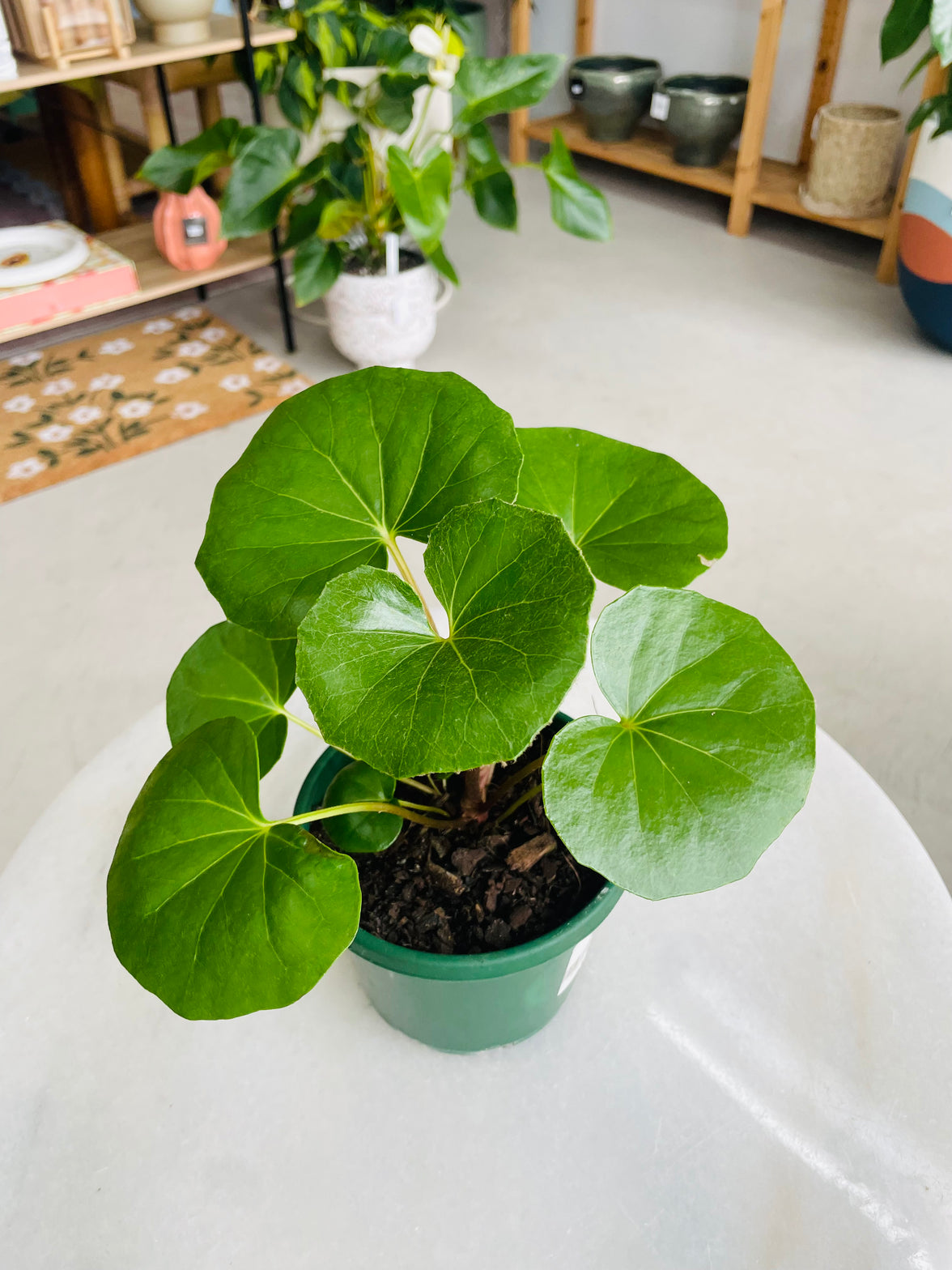 Farfugium japonicum gigantea 'The Tractor Seat Plant' 120mm Nursery Pot