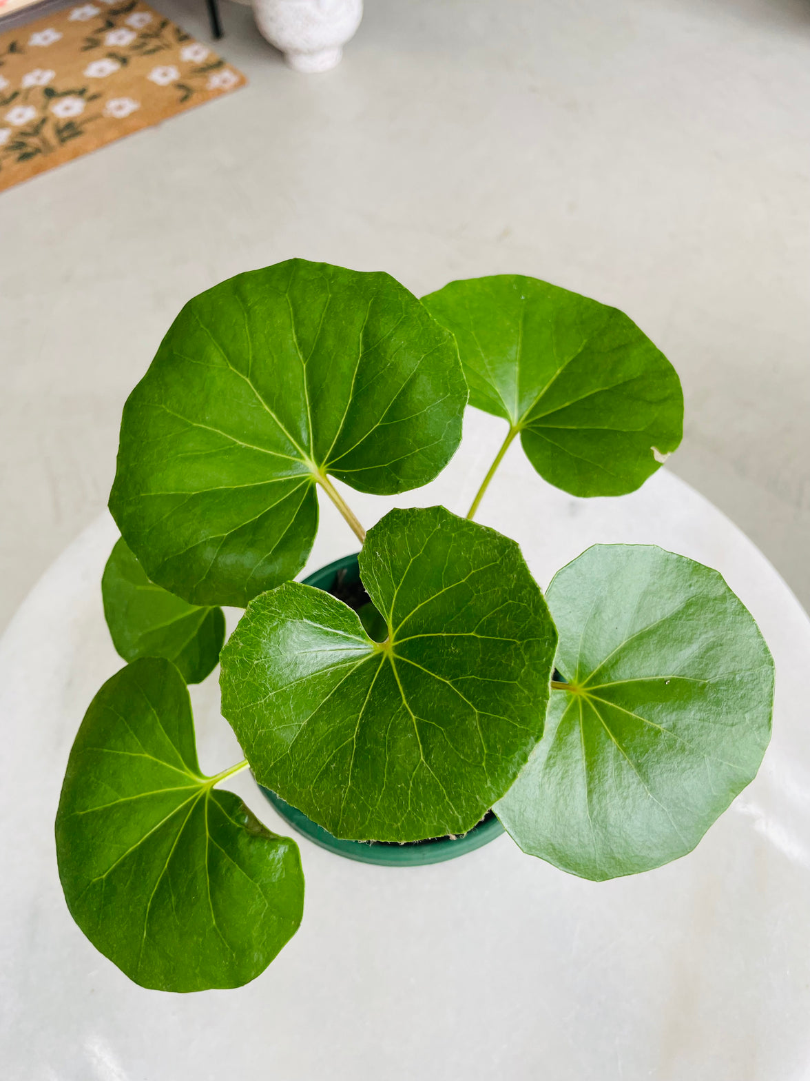 Farfugium japonicum gigantea 'The Tractor Seat Plant' 120mm Nursery Pot