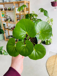 Farfugium japonicum gigantea 'The Tractor Seat Plant' 120mm Nursery Pot