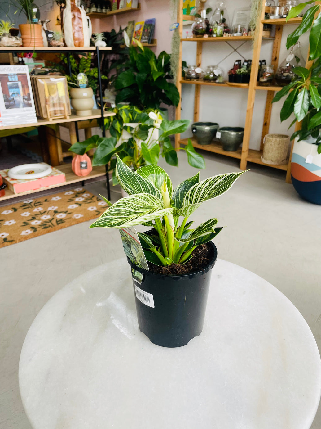 Philodendron hybrida 'Birkin' 140mm Nursery Pot