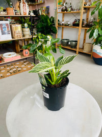 Philodendron hybrida 'Birkin' 140mm Nursery Pot