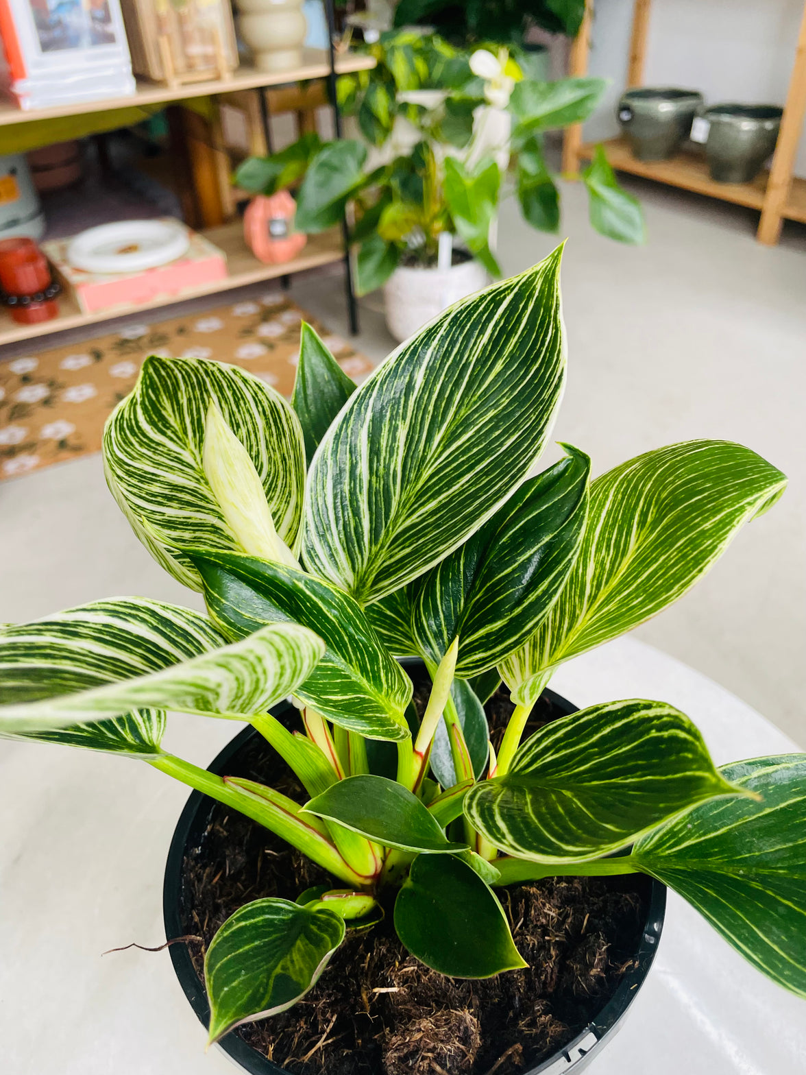 Philodendron hybrida 'Birkin' 140mm Nursery Pot