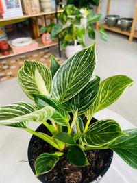 Philodendron hybrida 'Birkin' 140mm Nursery Pot