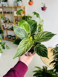 Philodendron hybrida 'Birkin' 140mm Nursery Pot