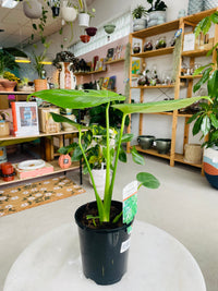 Monstera deliciosa 'Fruit Salad Plant' 140mm Nursery Pot