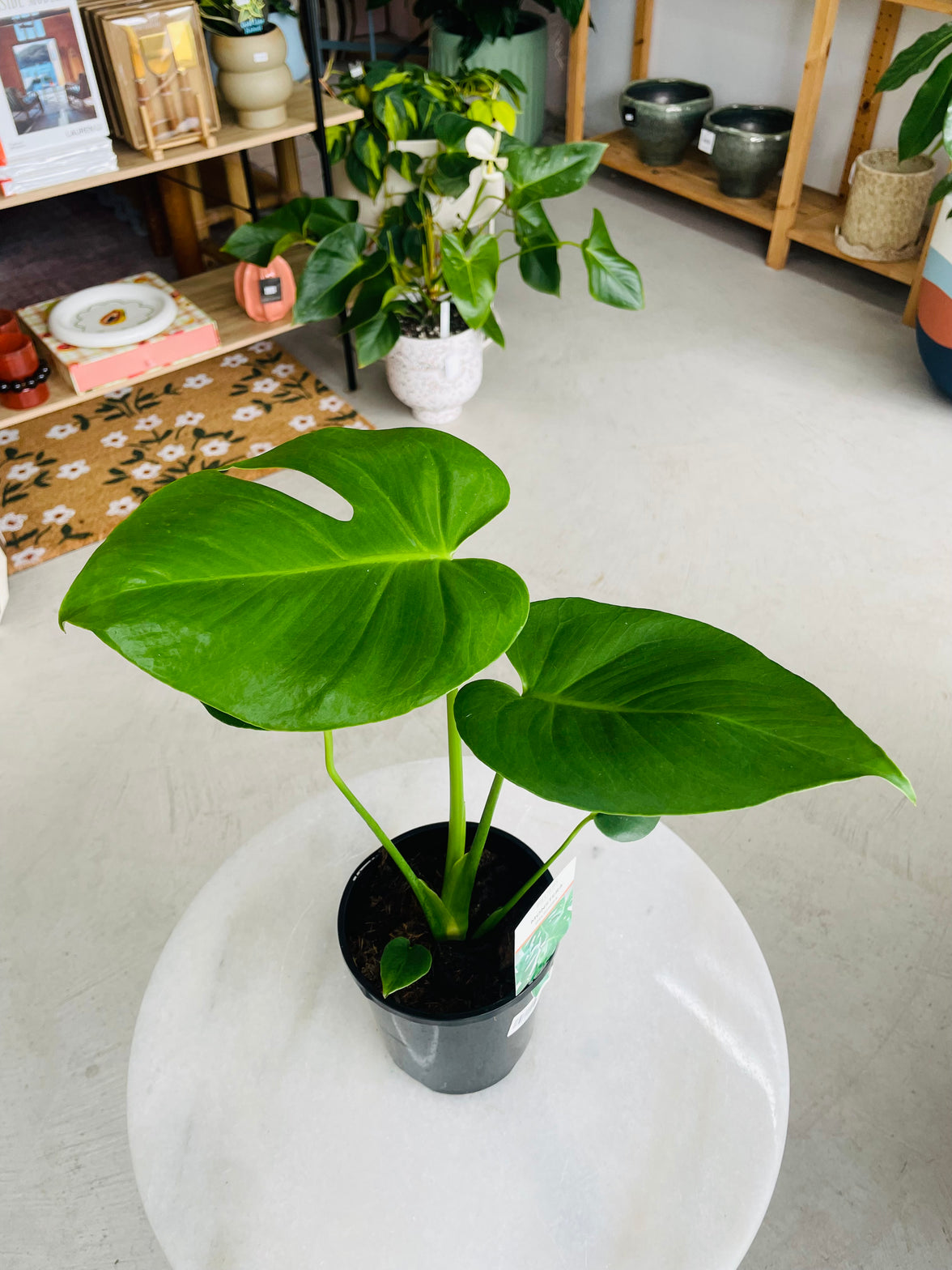 Monstera deliciosa 'Fruit Salad Plant' 140mm Nursery Pot
