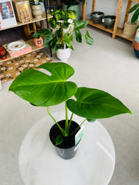 Monstera deliciosa 'Fruit Salad Plant' 140mm Nursery Pot