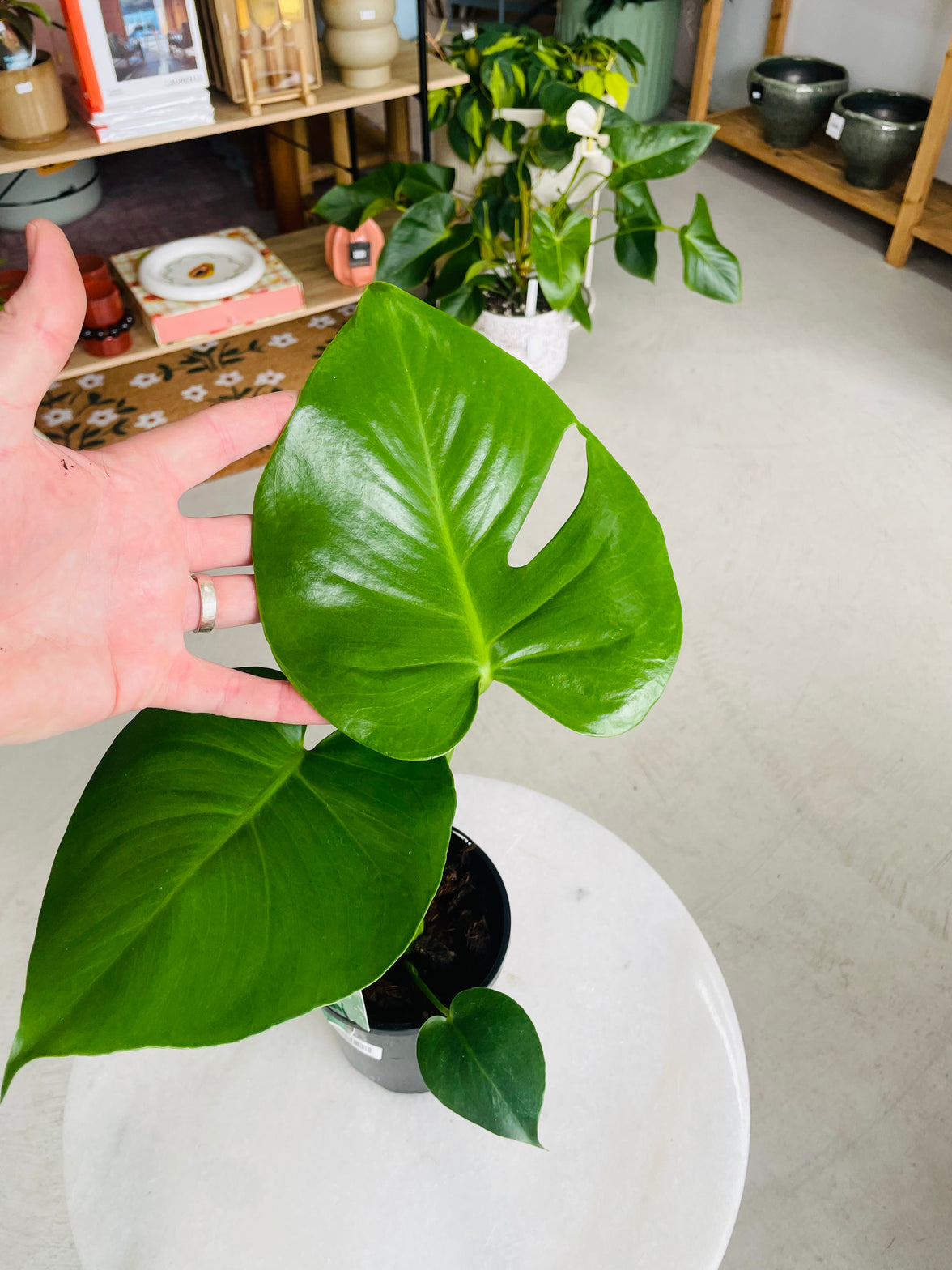 Monstera deliciosa 'Fruit Salad Plant' 140mm Nursery Pot