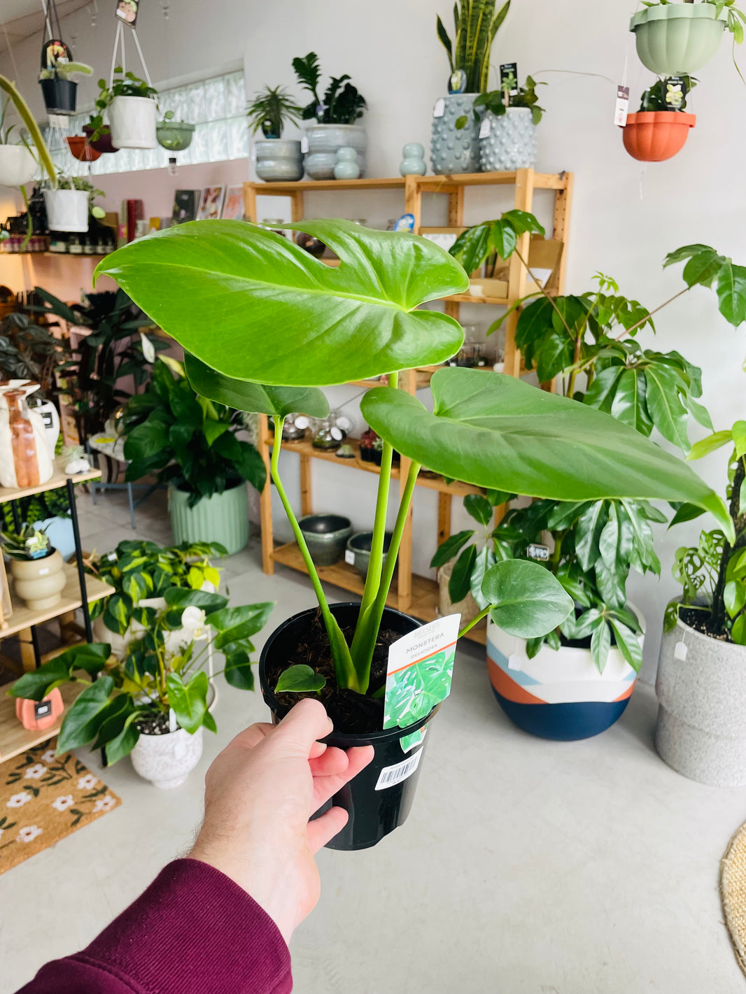 Monstera deliciosa 'Fruit Salad Plant' 140mm Nursery Pot