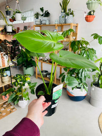 Monstera deliciosa 'Fruit Salad Plant' 140mm Nursery Pot