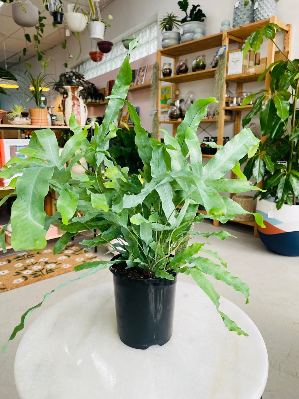 Phlebodium aureum 'Blue Star Fern' 140mm Nursery Pot