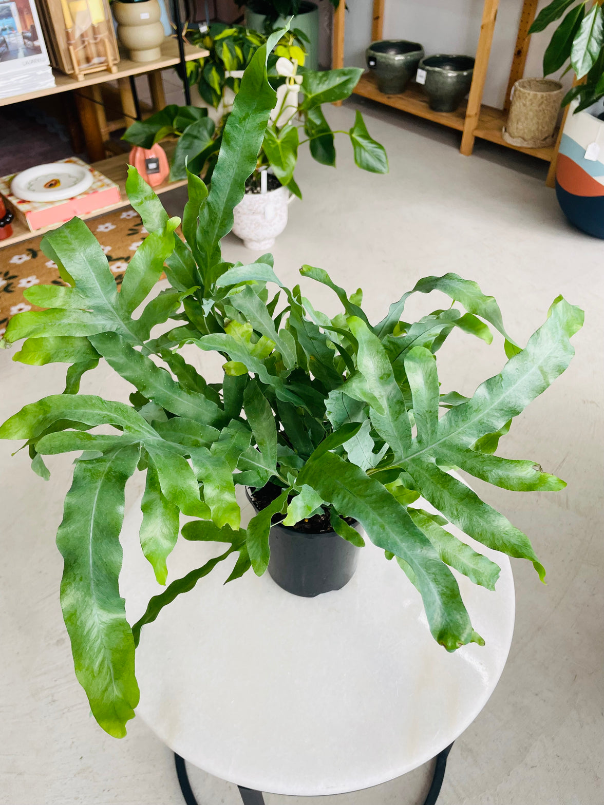 Phlebodium aureum 'Blue Star Fern' 140mm Nursery Pot