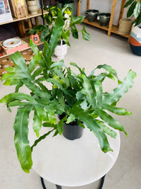 Phlebodium aureum 'Blue Star Fern' 140mm Nursery Pot