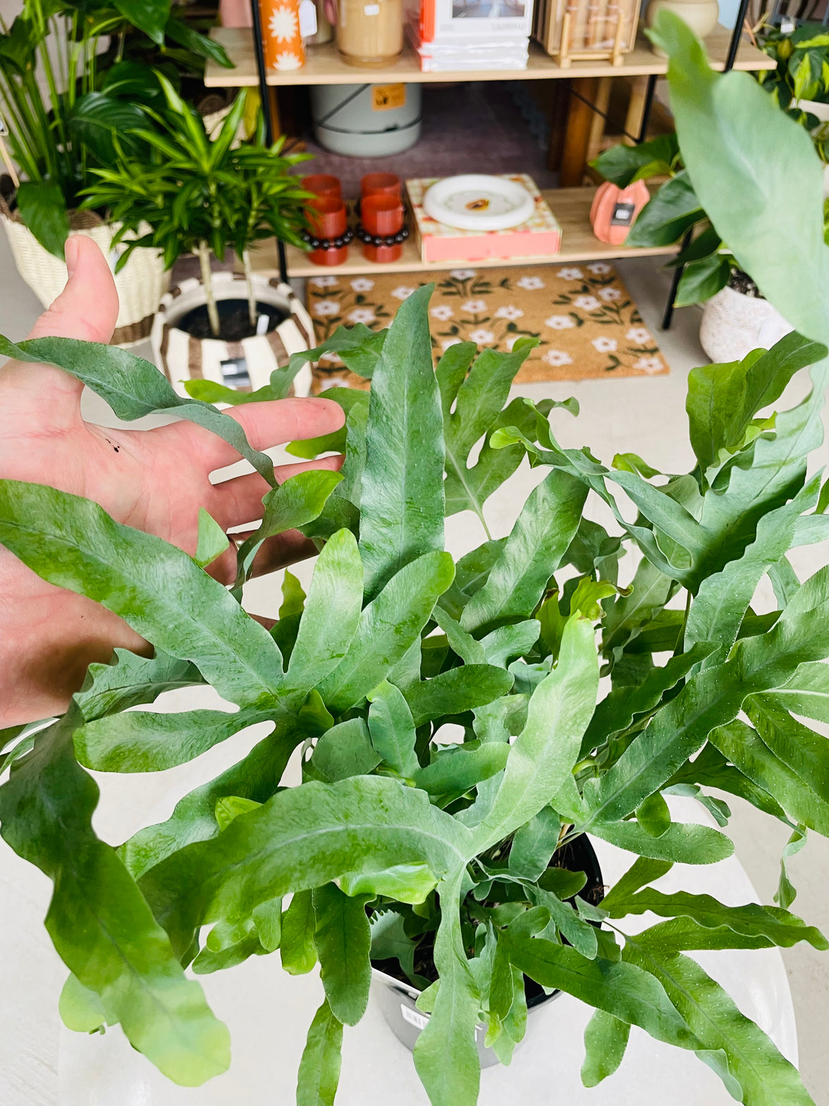 Phlebodium aureum 'Blue Star Fern' 140mm Nursery Pot