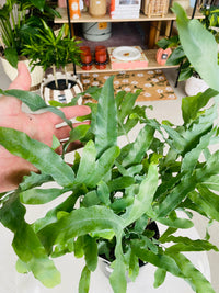 Phlebodium aureum 'Blue Star Fern' 140mm Nursery Pot