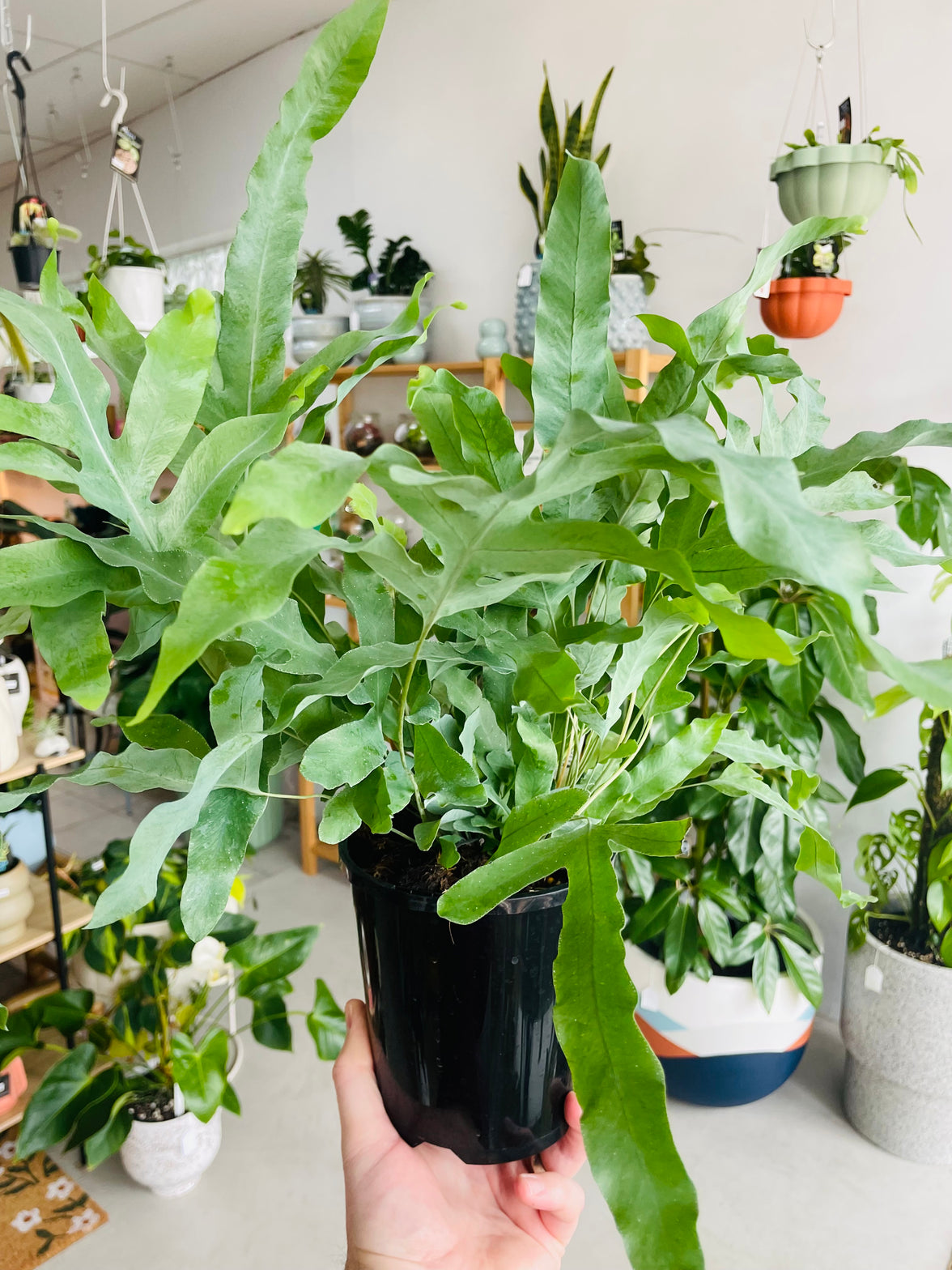 Phlebodium aureum 'Blue Star Fern' 140mm Nursery Pot