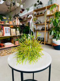Rhipsalis baccifera ssp. mauritiana 130mm nursery pot | Mistletoe Cactus Collection No 42