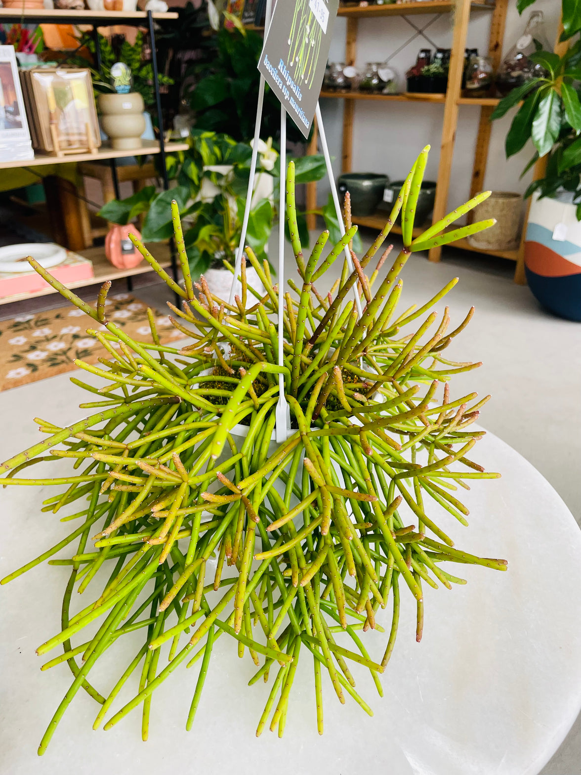 Rhipsalis baccifera ssp. mauritiana 130mm nursery pot | Mistletoe Cactus Collection No 42