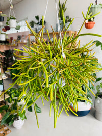 Rhipsalis baccifera ssp. mauritiana 130mm nursery pot | Mistletoe Cactus Collection No 42