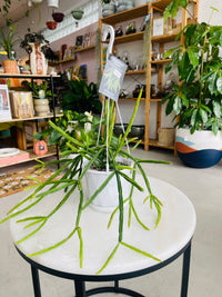 Rhipsalis pentaptera 130mm Nursery Pot | Mistletoe Cactus Collection No 22