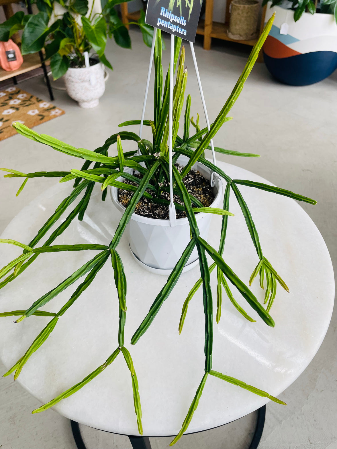 Rhipsalis pentaptera 130mm Nursery Pot | Mistletoe Cactus Collection No 22