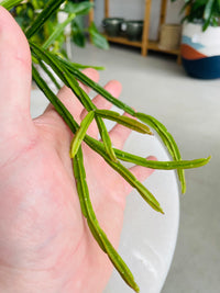 Rhipsalis pentaptera 130mm Nursery Pot | Mistletoe Cactus Collection No 22