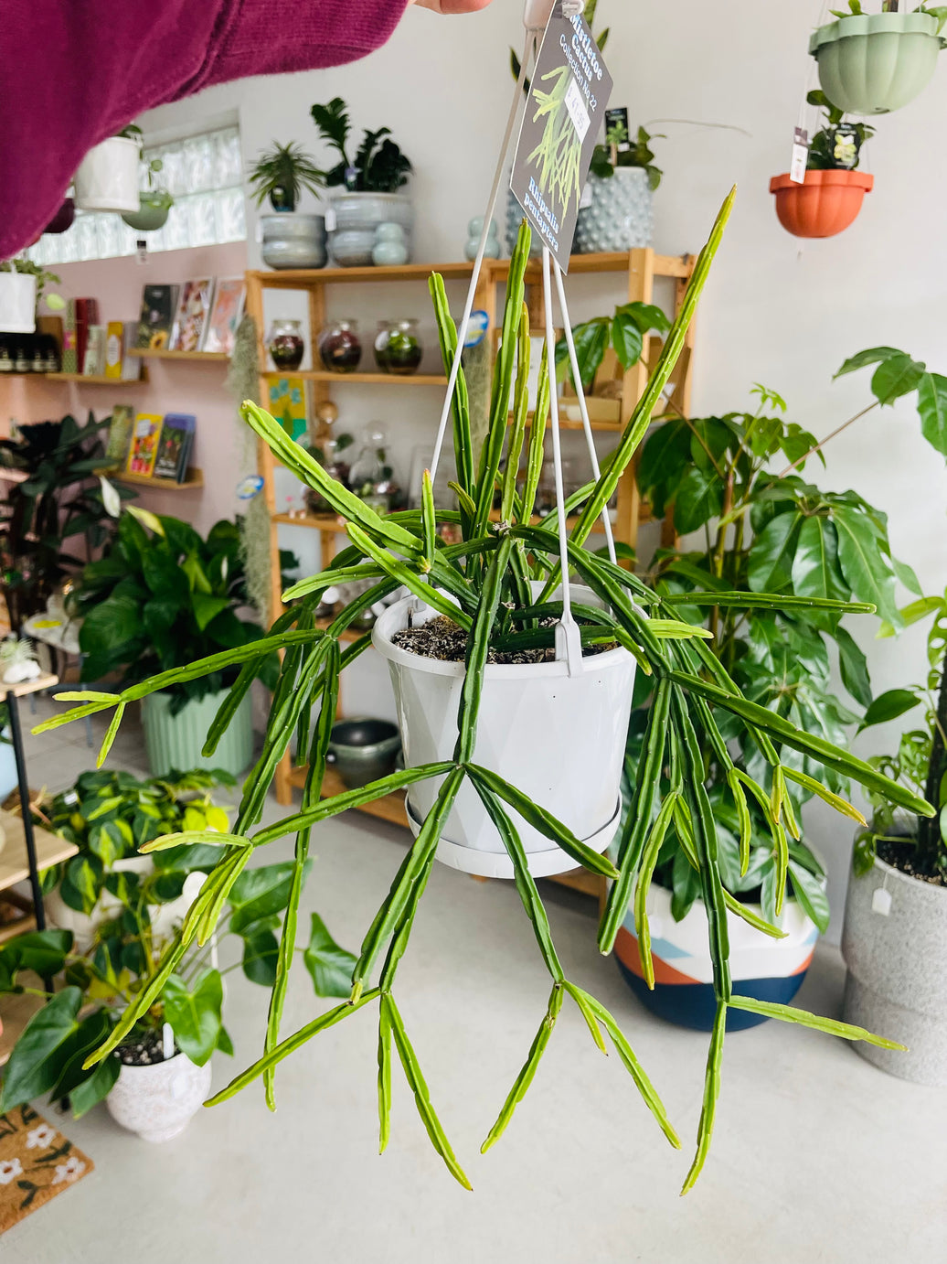 Rhipsalis pentaptera 130mm Nursery Pot | Mistletoe Cactus Collection No 22