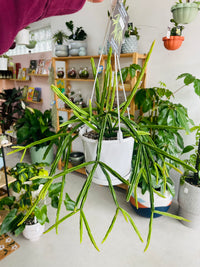 Rhipsalis pentaptera 130mm Nursery Pot | Mistletoe Cactus Collection No 22