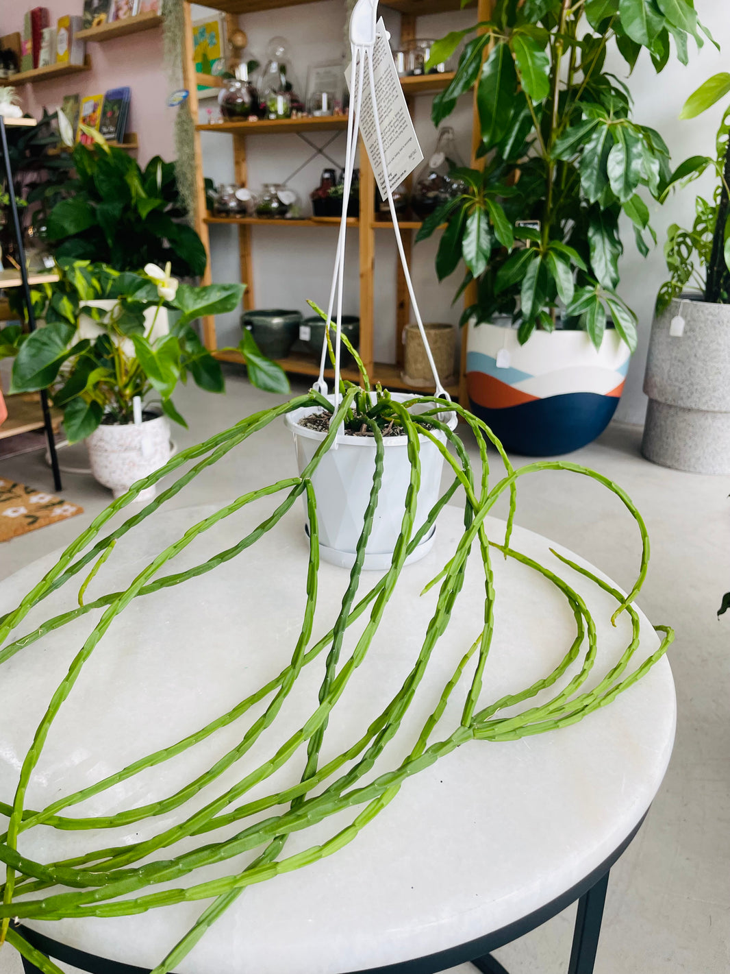 Rhipsalis pacho-leeri v cantenula 130mm nursery pot | Mistletoe Cactus Collection No 25